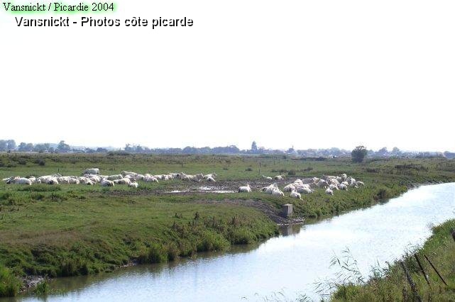 P8110113_big.jpg - Troupeau de vaches sur les bords de la Maye.