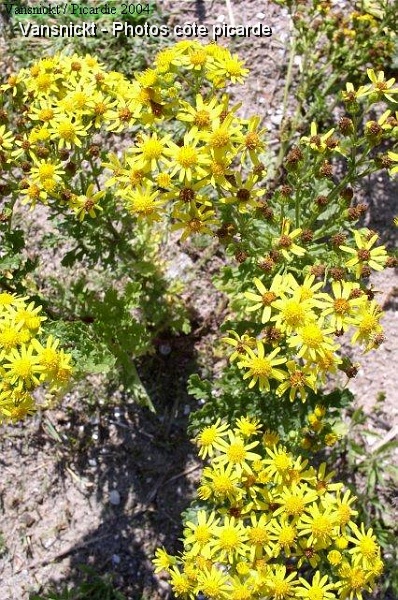 P8110117_big.jpg - Verge d'or (Solidago Virgaurea).