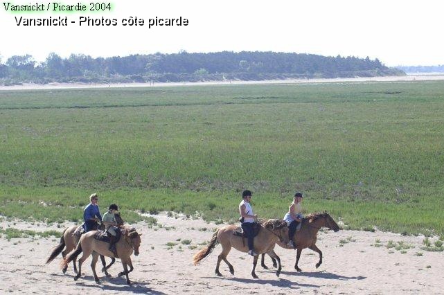 P8110123_big.jpg - Randonnée à cheval : le Henson, cheval typique du Marquenterre.