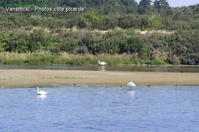 P8110126_big.jpg - De nombreuses variétés d'oiseaux fréquentent le Marquenterre, ici des cygnes.