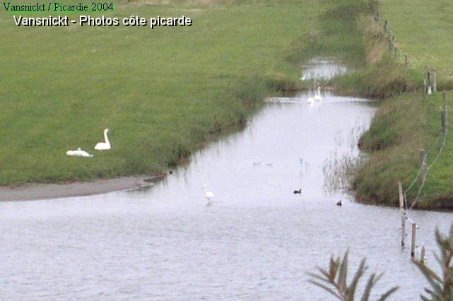 P8260048_big.jpg - Cygnes, aigrette et autres foulques.