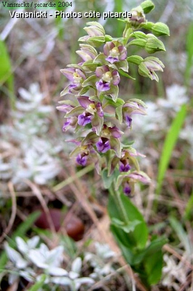 P8260077_big.jpg - Orchidée sauvage (Orchis incarnat).