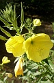P7170003_big