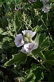 P8110111_big
