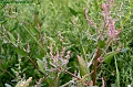 P8260027_big