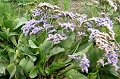 P8260028_big
