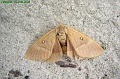 P8260060_big