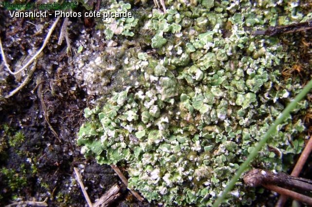 P8240013_big.jpg - Lichen.