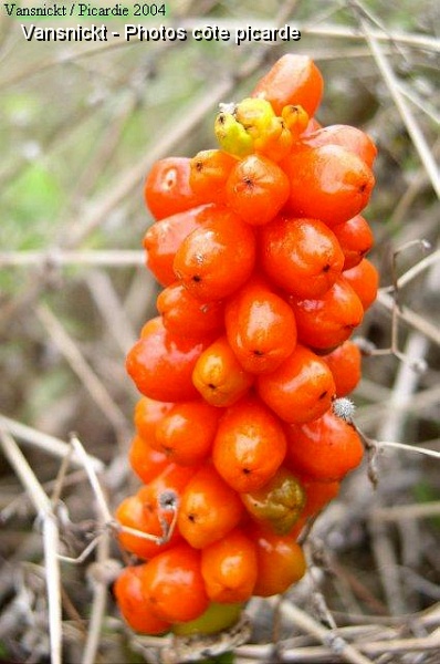 P8260025_big.jpg - Fruits de l'arum.