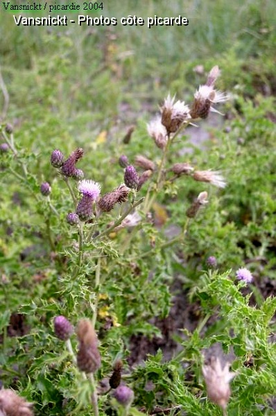 P8260040_big.jpg - Fleurs de chardons.