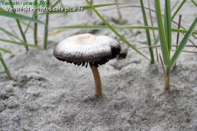 P8260073_big.jpg - Champignon !