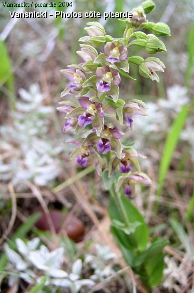 P8260077_big.jpg - Orchidée (Orchis incarnat).
