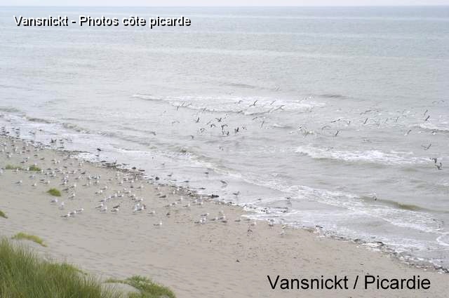 P8291636_big.jpg - Du sable, des plantes, une vie animale : Envol de mouettes.