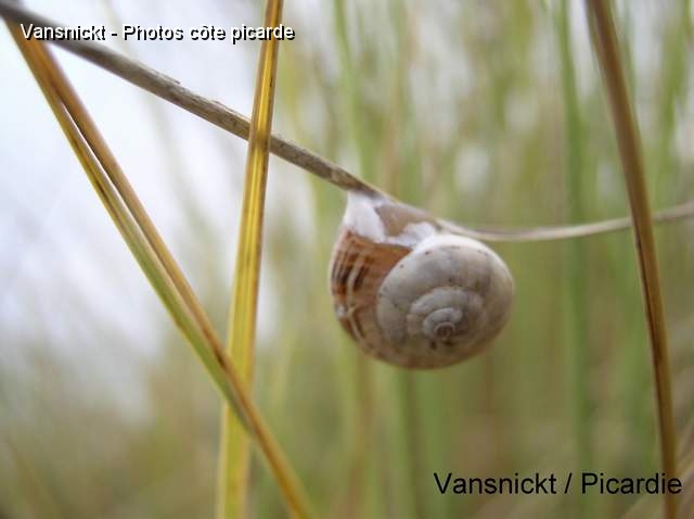 P8291637_big.jpg - Escargot.