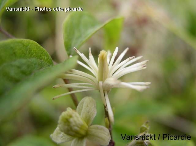 P8291643_big.jpg - Clématite (Clematis Vitalba).