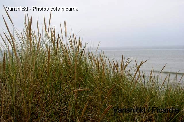 P8291648_big.jpg - Oyats, plante utilisée pour fixer la dune.