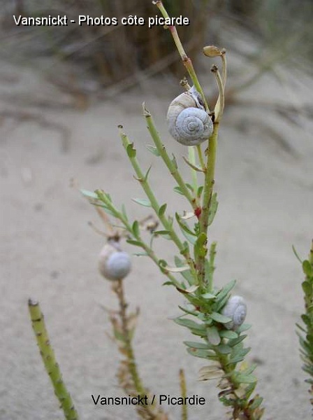 P8291649_big.jpg - Escargots.