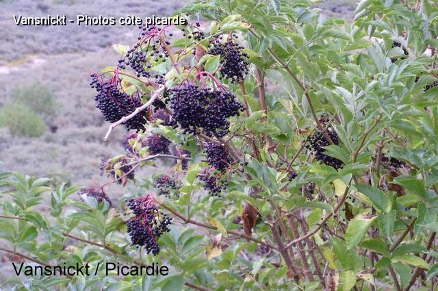 P8291661_big.jpg - Sureau, grappes de fruits.