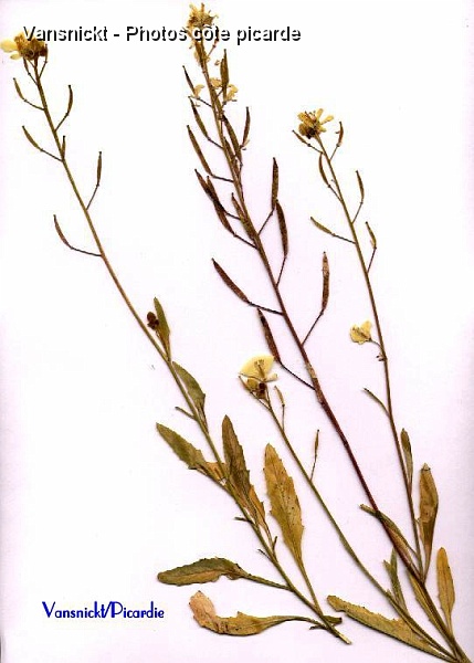 diplotaxis_big.jpg - Diplotaxis.