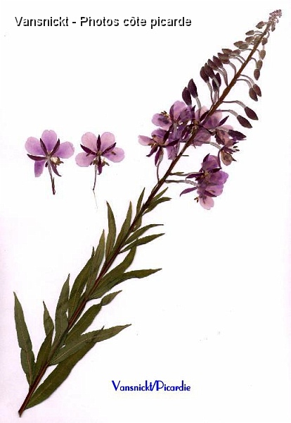 laurierSA_big.jpg - Laurier de Saint Antoine.